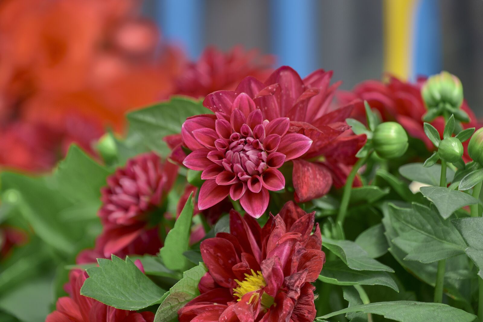 Nikon D7200 sample photo. Flower, garden, red photography