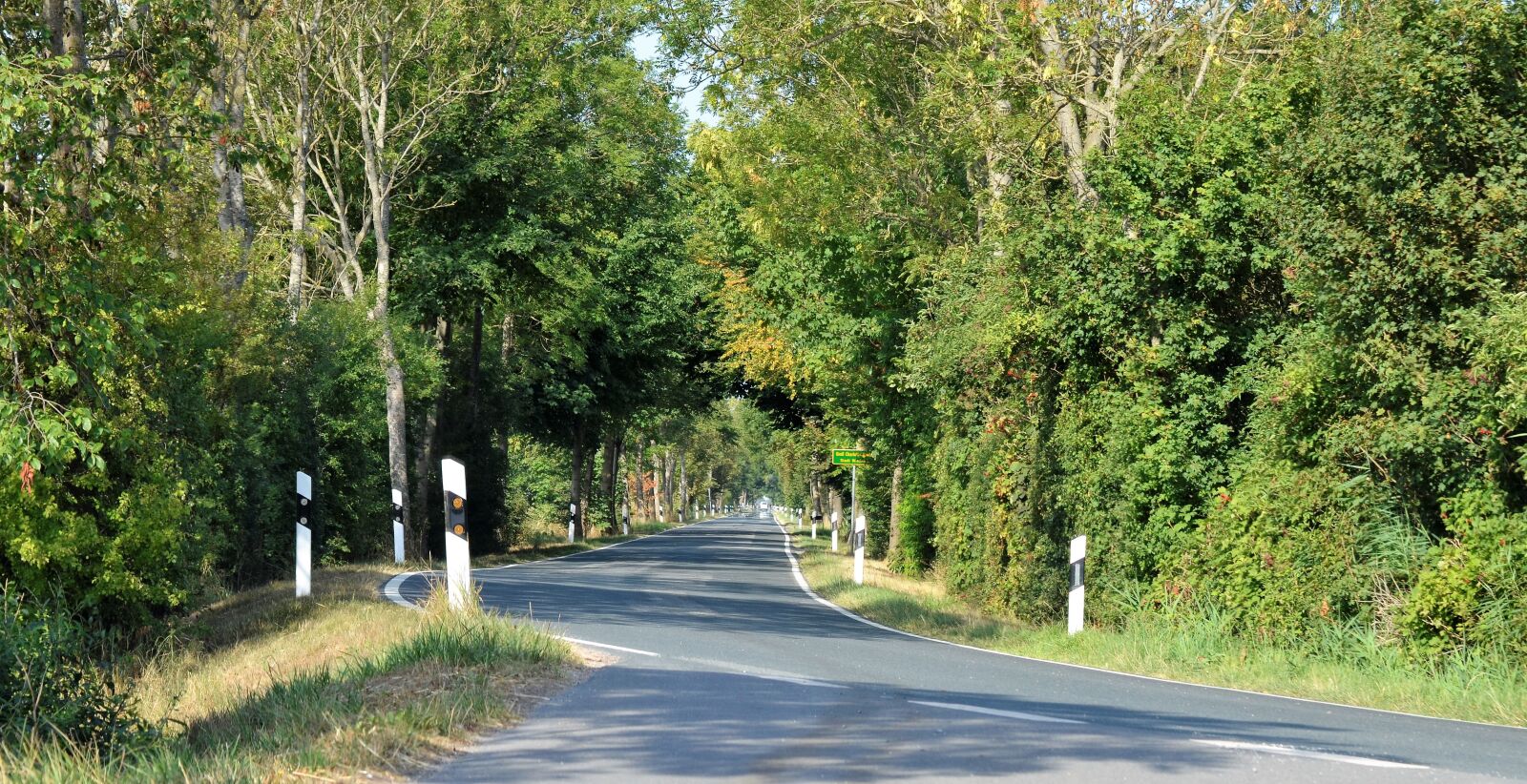 Nikon D5100 sample photo. Avenue, trees, nature photography