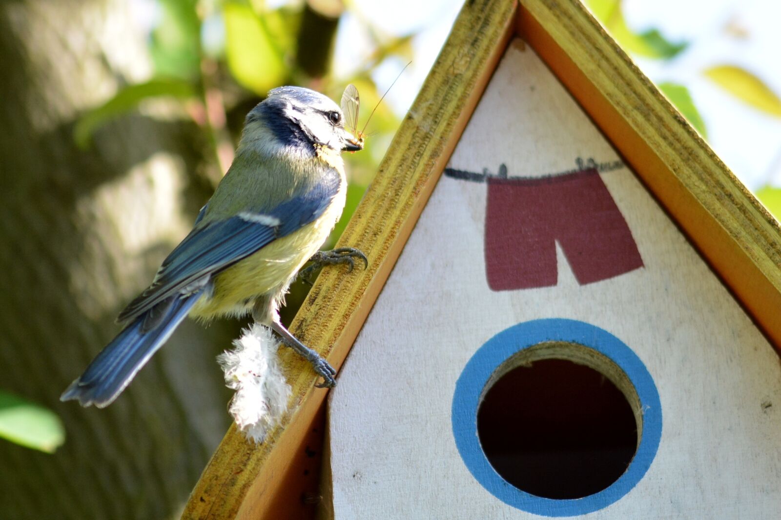 Nikon D5200 sample photo. Tit, bird, small bird photography