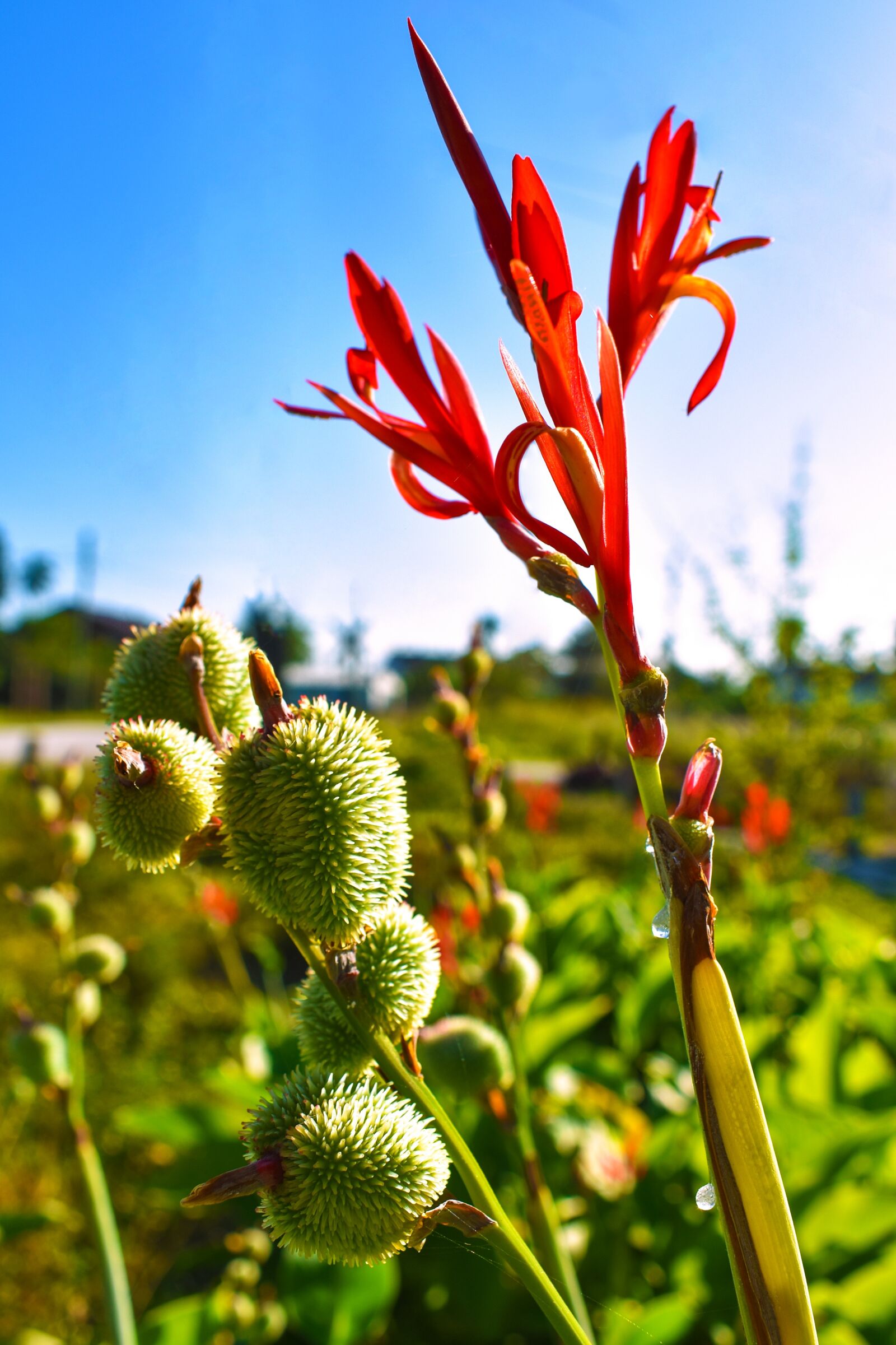 Nikon D3400 sample photo. Nature, flower, fruits photography