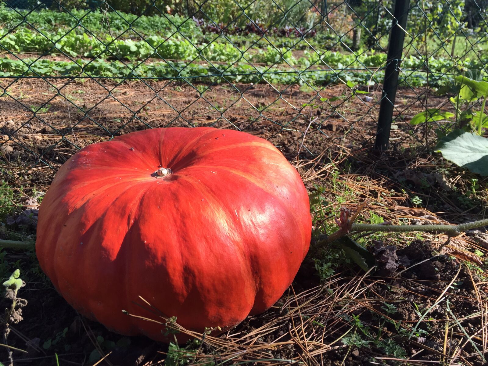 Apple iPhone 6 sample photo. Happy thanksgiving, pumpkin, thanksgiving photography