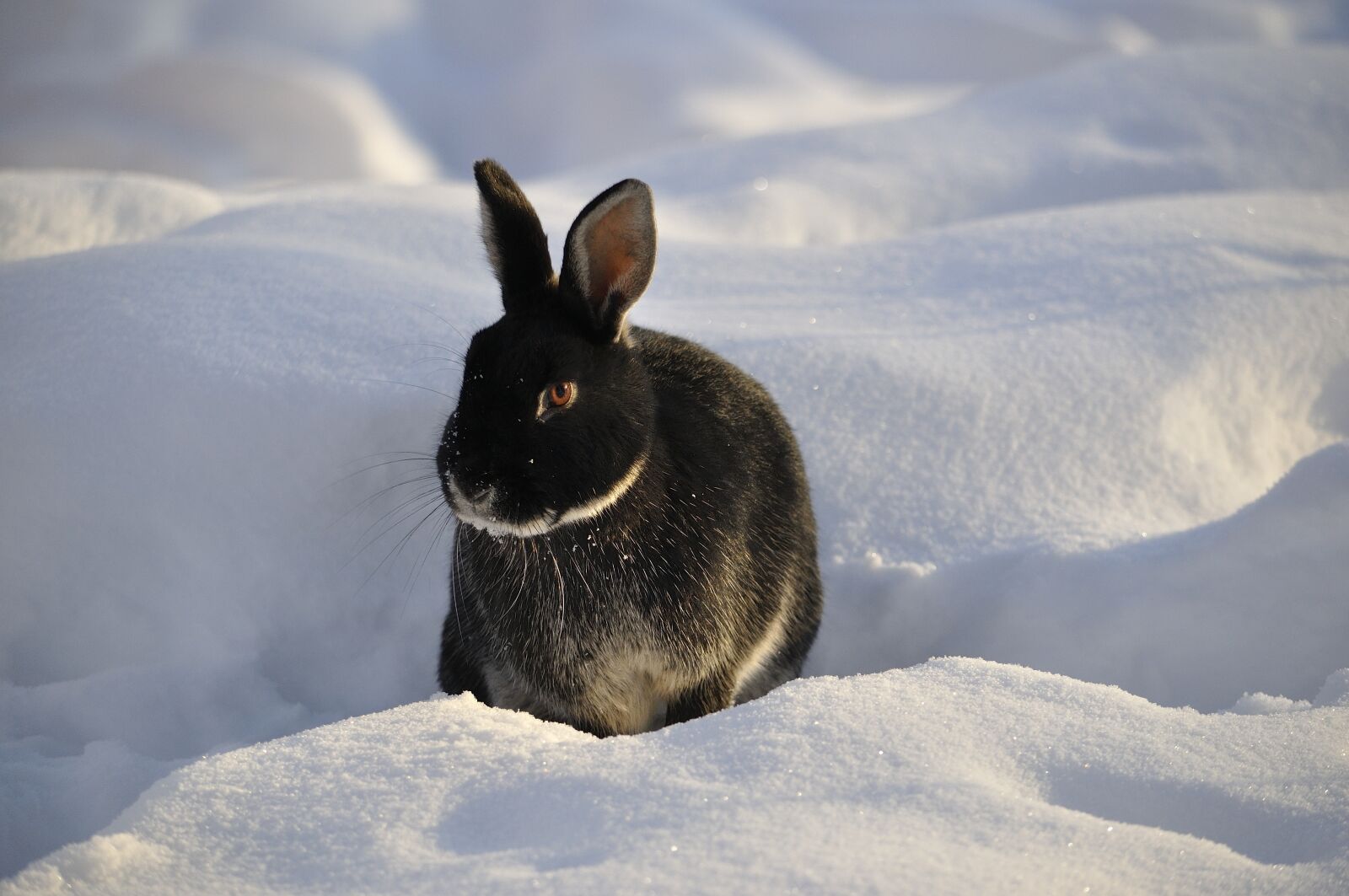 Nikon D5000 sample photo. Rabbit, winter, snow photography