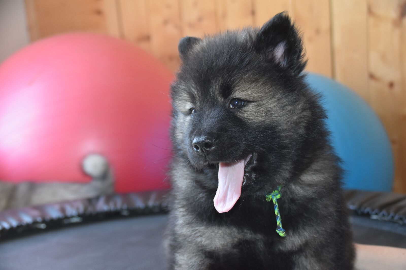 Nikon D5600 sample photo. Dog, puppy, eurasier puppy photography