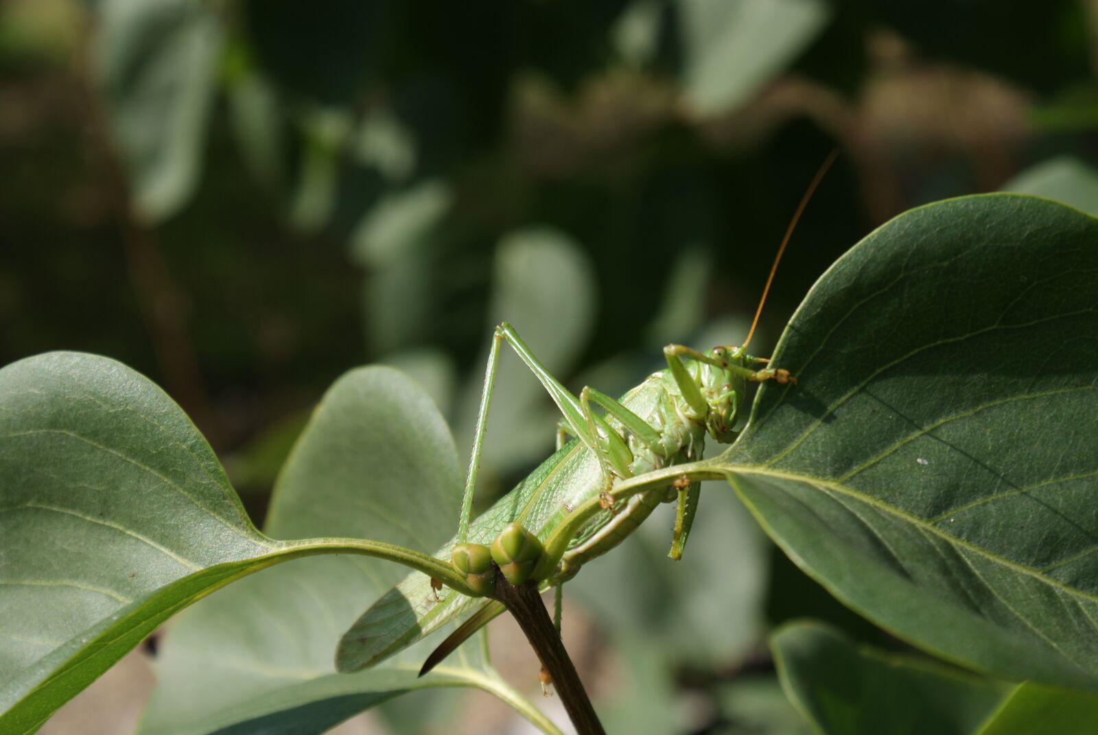 Sony Alpha DSLR-A200 sample photo. Grasshopper, green grasshopper, insect photography