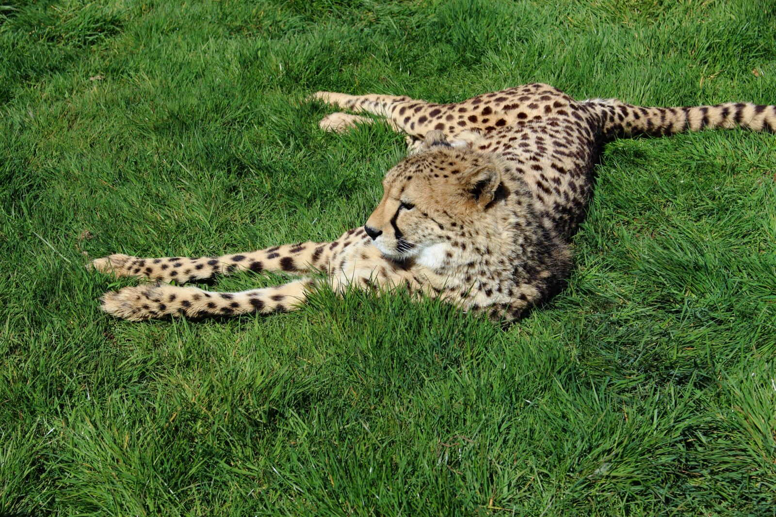 Canon EOS 100D (EOS Rebel SL1 / EOS Kiss X7) sample photo. Cheetah, cat, animal photography