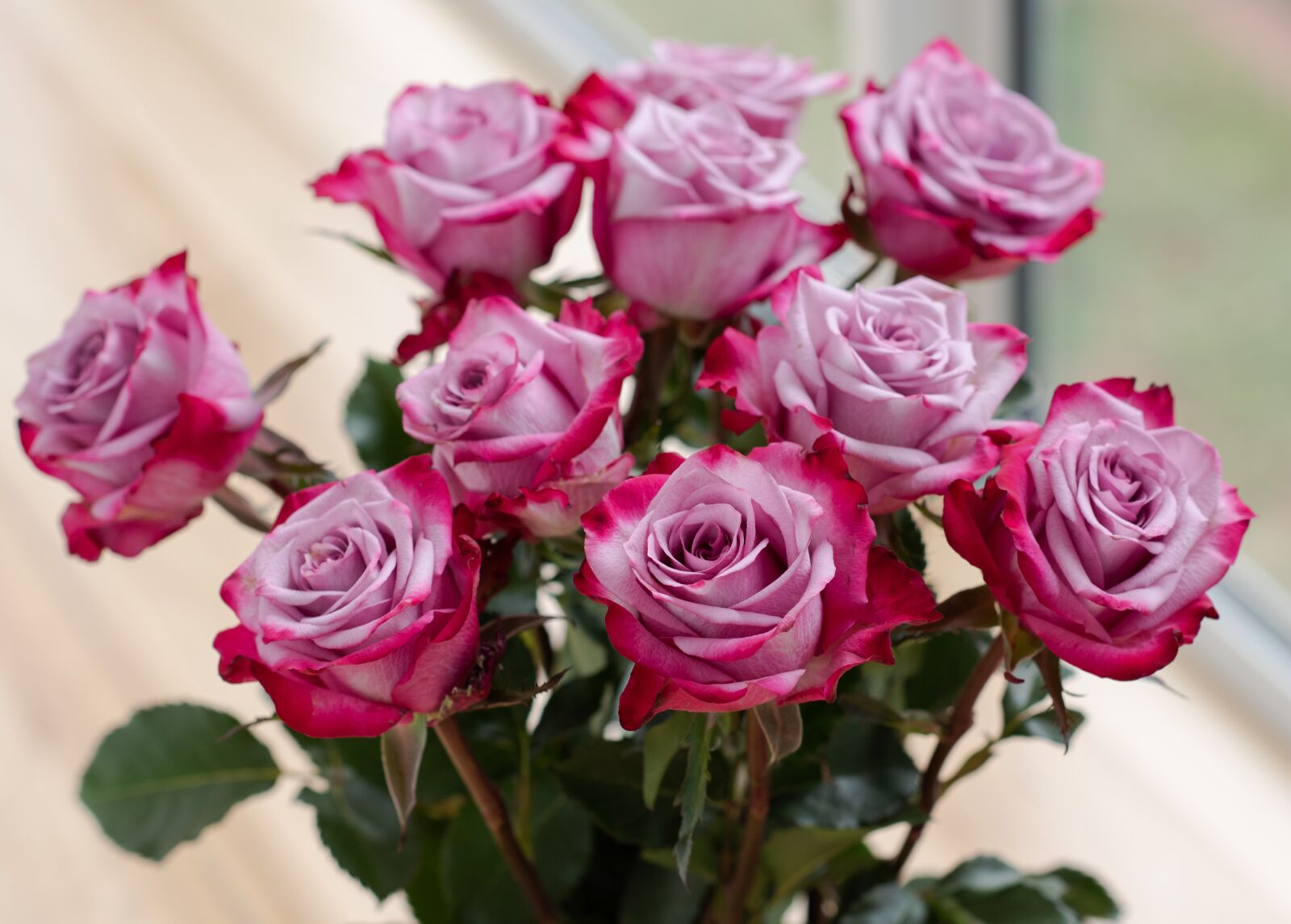 Nikon D750 sample photo. Roses, flowers, bloom photography