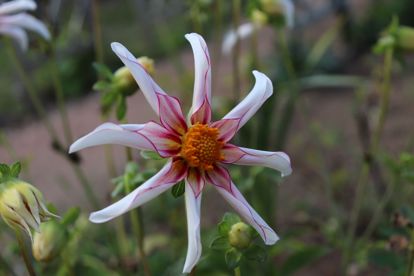 Canon EOS 800D (EOS Rebel T7i / EOS Kiss X9i) sample photo. Dahlias, simple flowers, bicolor photography