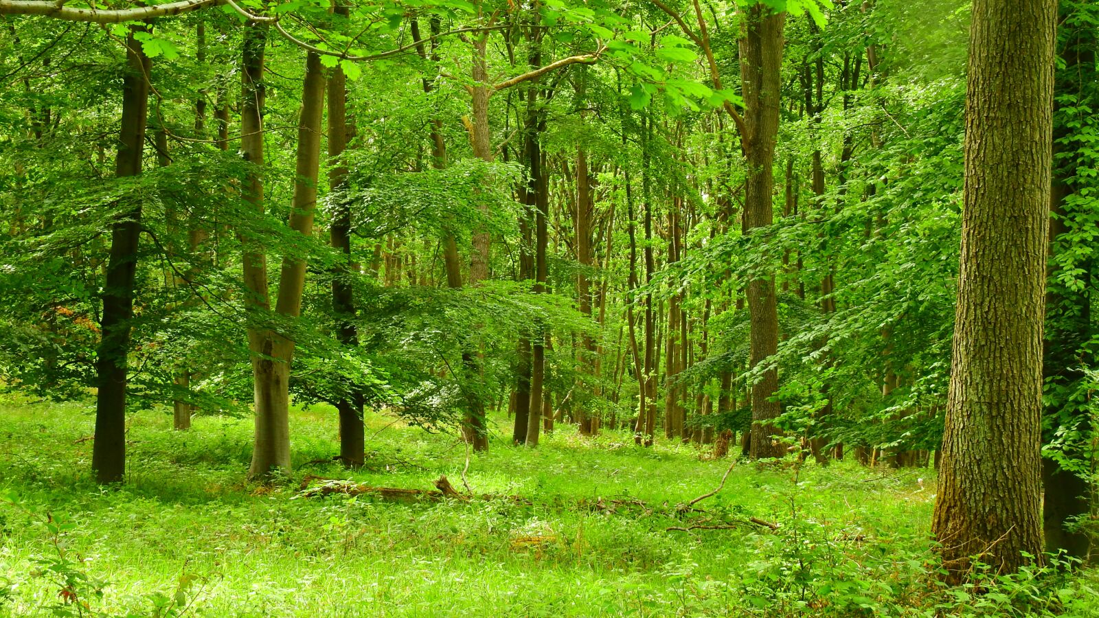 Nikon Coolpix P900 sample photo. Nature, tree, green photography