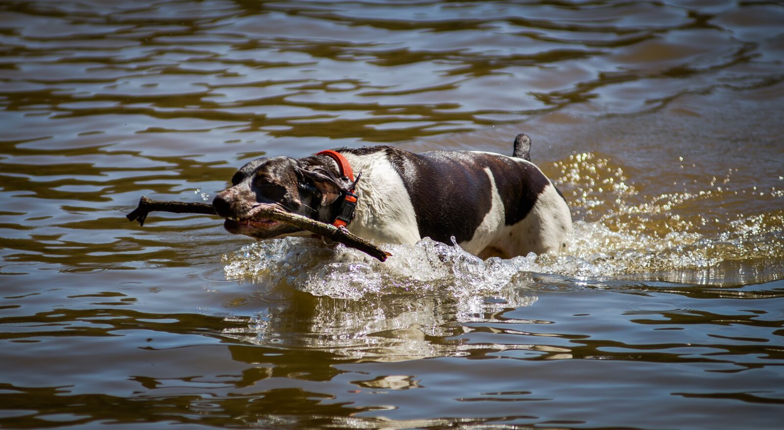 Nikon D7000 sample photo. Dog, swimming, lake photography