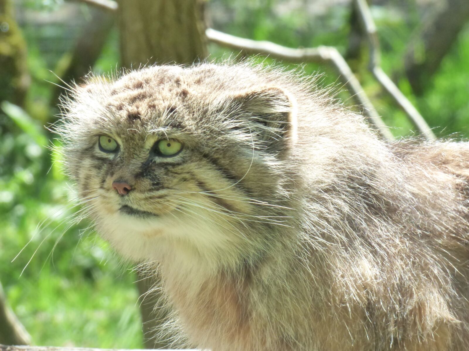 Panasonic DMC-FZ72 sample photo. Manul, feline, park felines photography