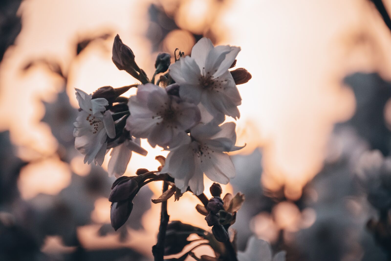 Nikon D5500 sample photo. Blossom, bloom, spring photography