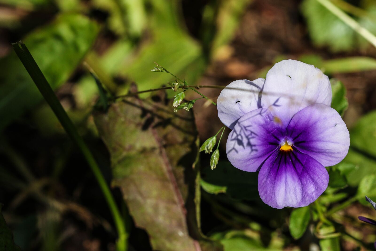 Canon EOS 7D Mark II sample photo. Pansy, summer flower, nature photography
