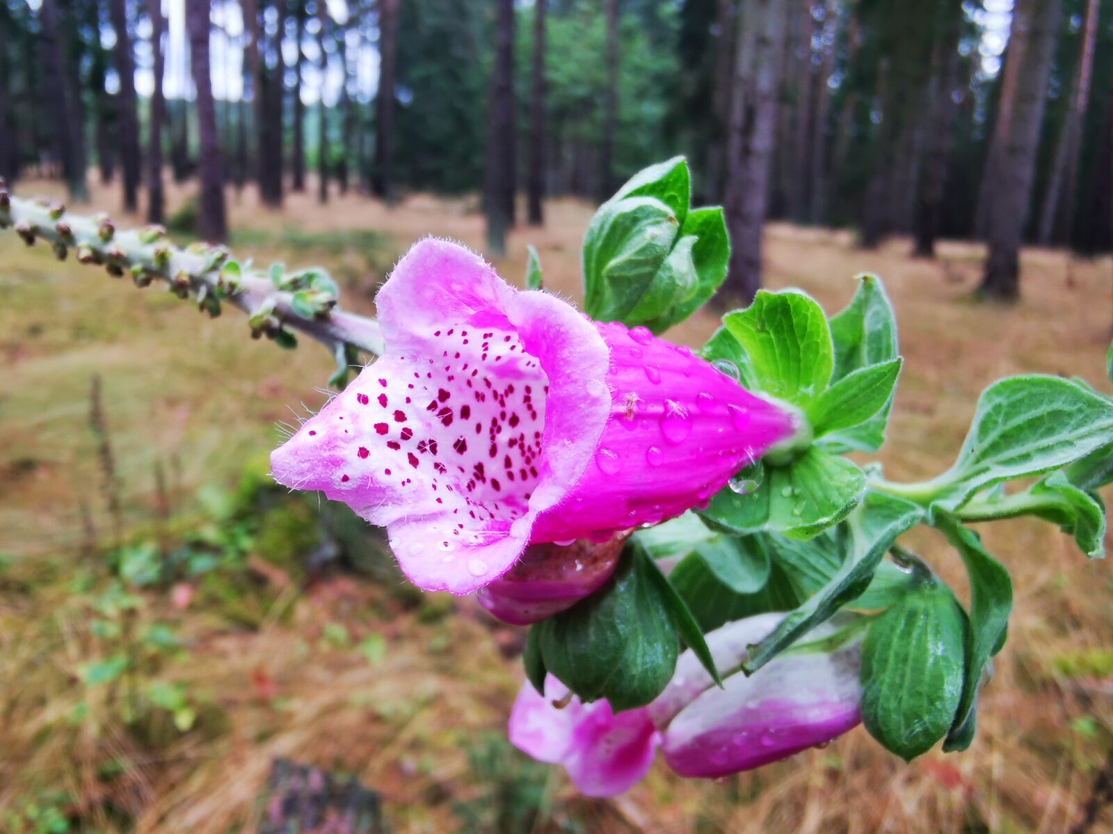 HUAWEI P30 Pro sample photo
