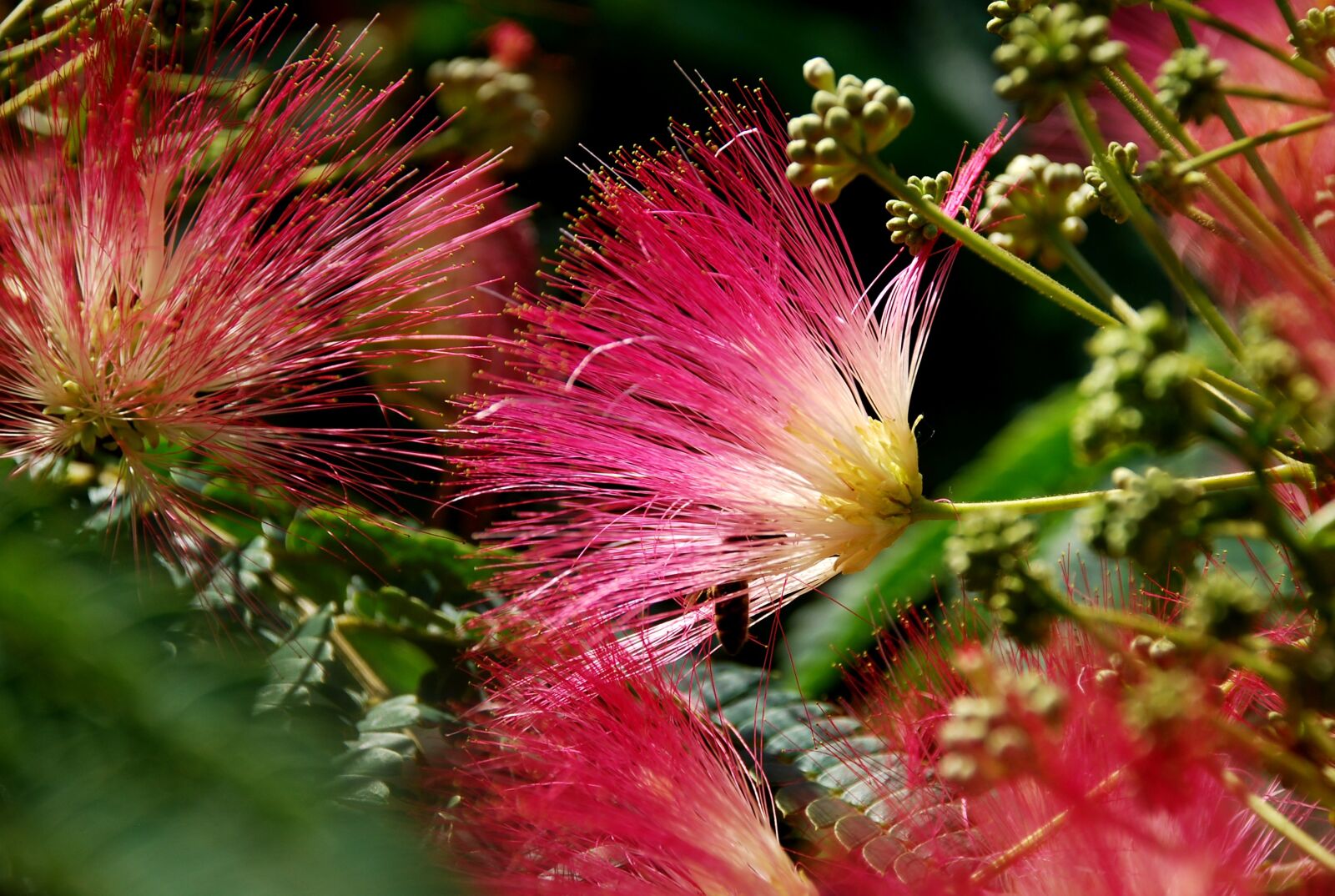 Nikon D40X sample photo. Flower, bee, nature photography