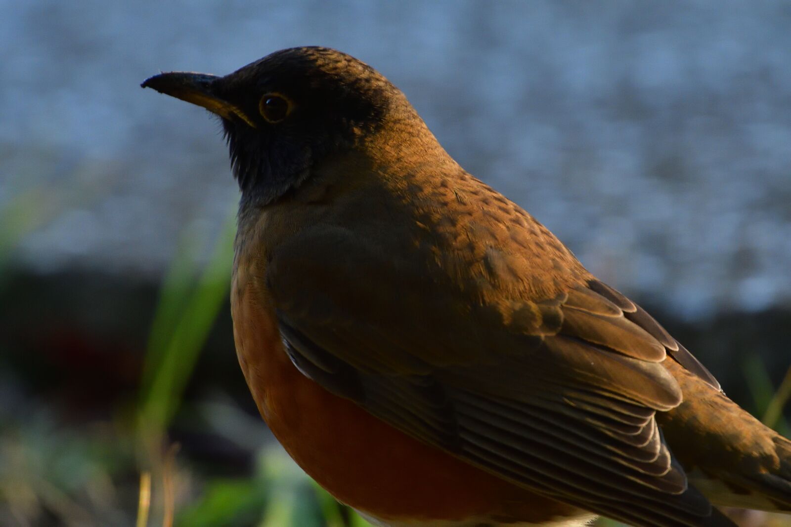 Nikon D500 sample photo. Bird, wild animals, natural photography