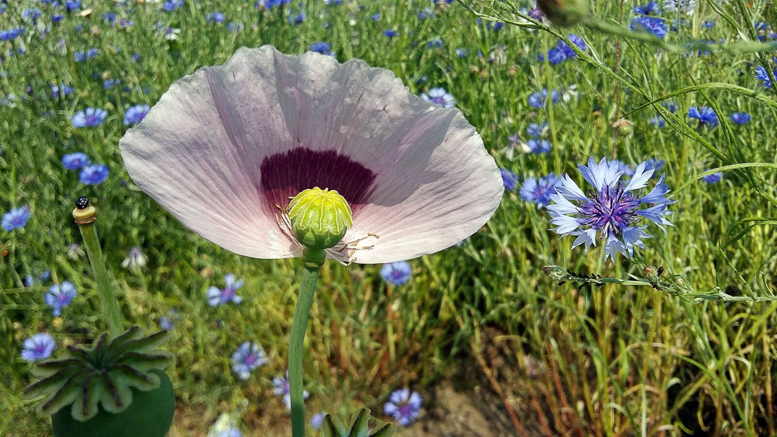 Samsung Galaxy A5 sample photo. Wild growth, flower meadow photography