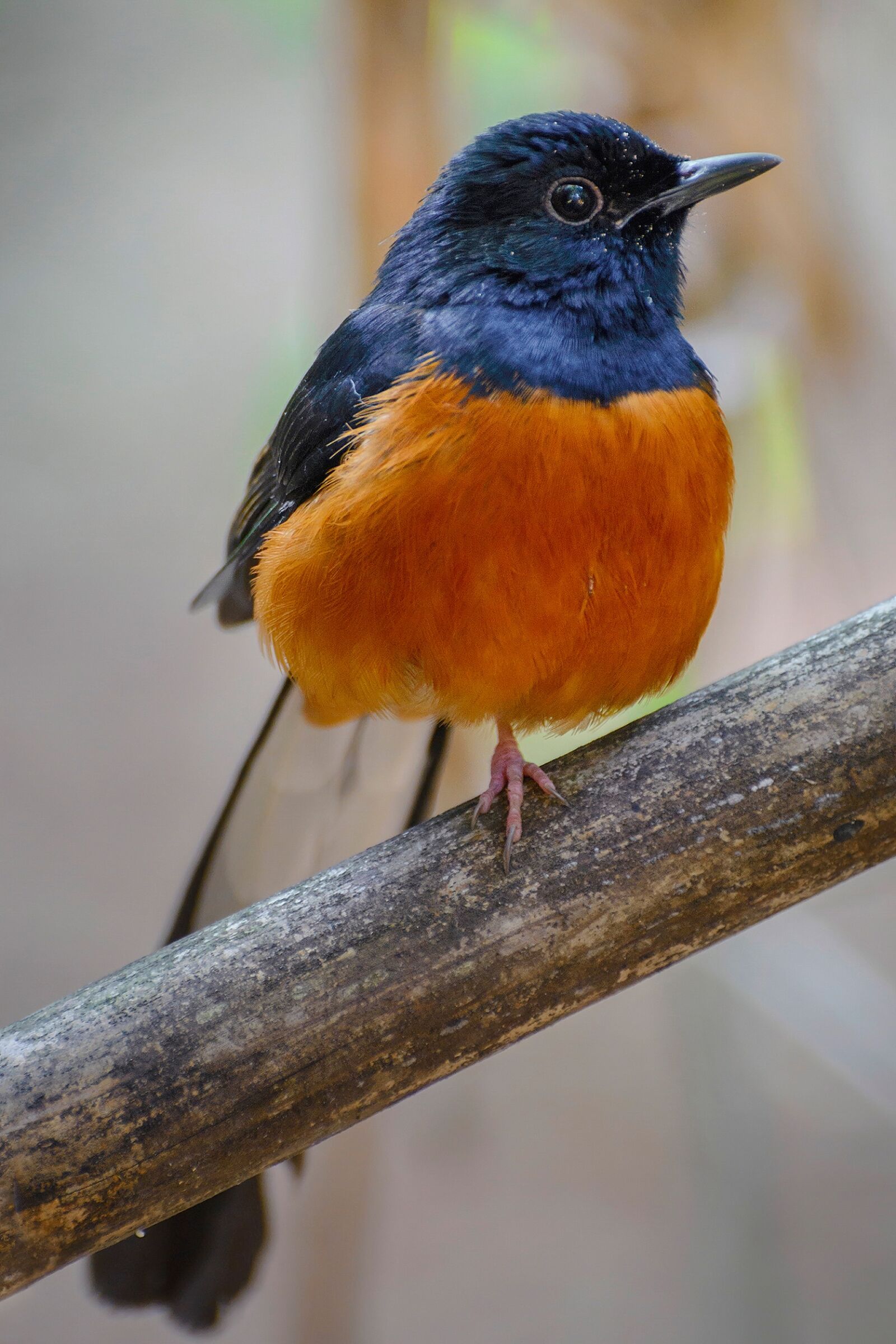 Nikon D7100 sample photo. Birds, orange, eyes photography