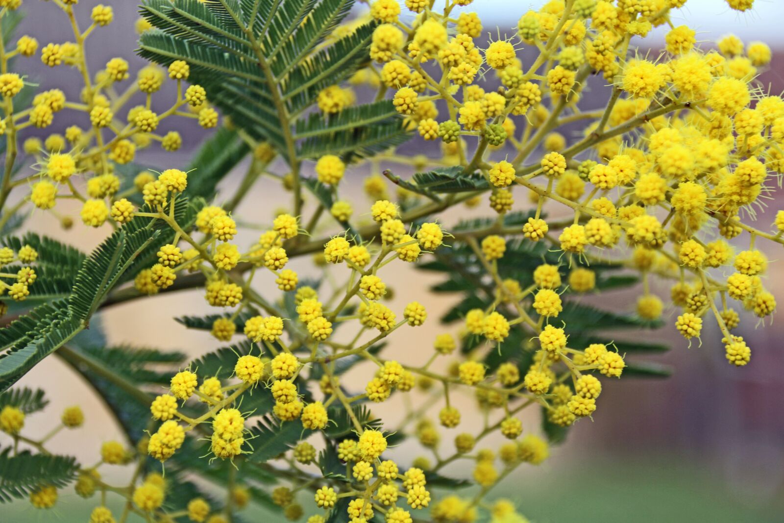 Canon EOS 7D sample photo. Plant, flower, nature photography