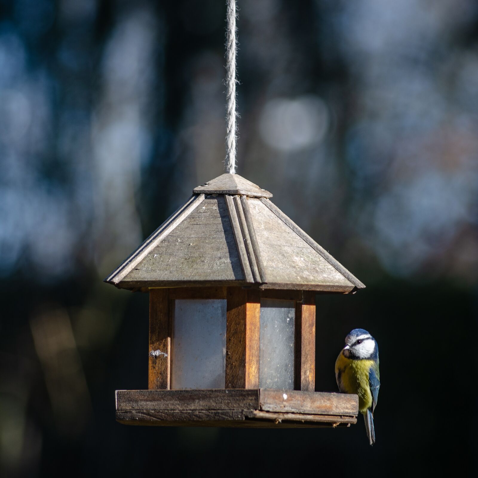 Nikon D7000 sample photo. Bird, tit, blue photography