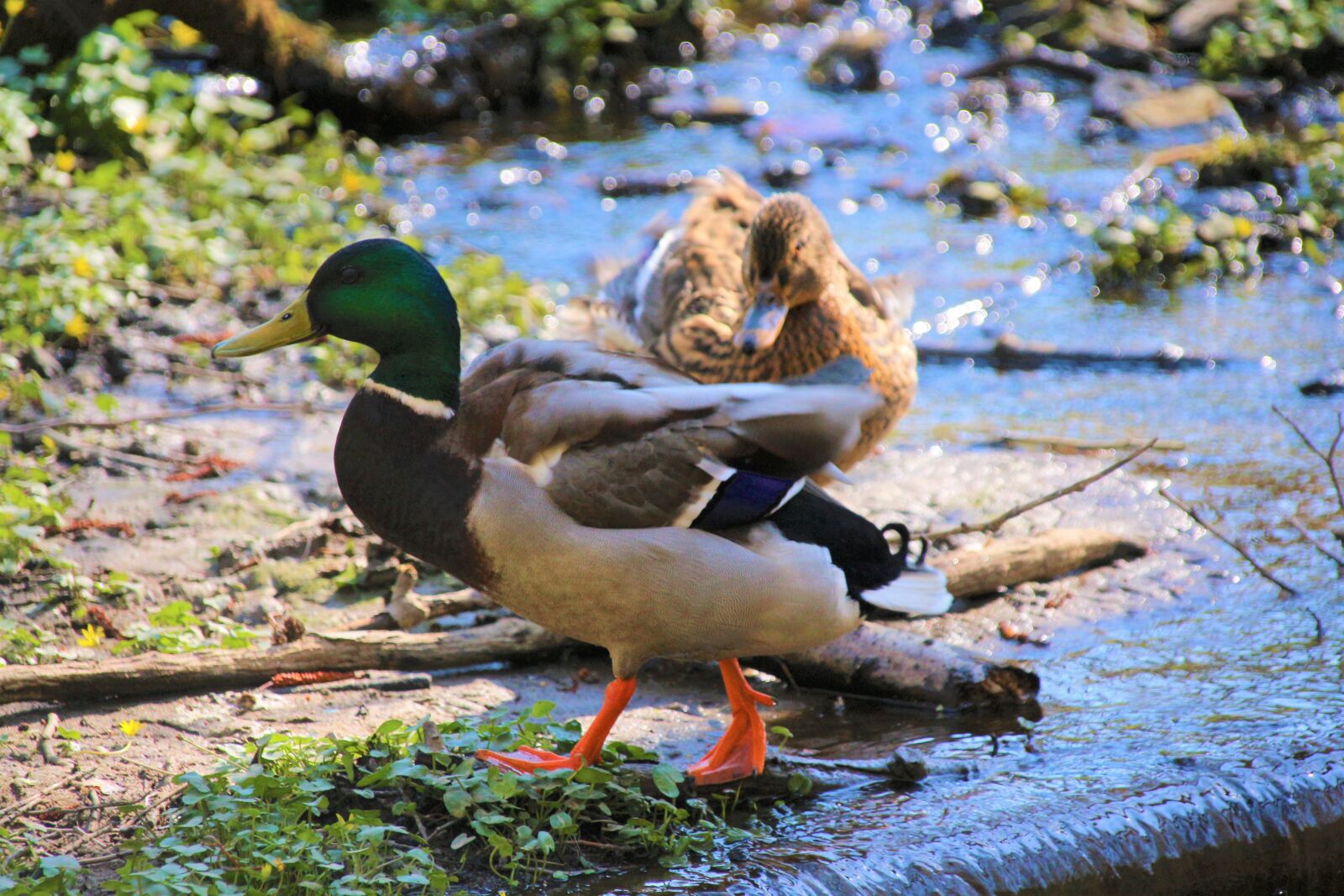 Canon EOS 700D (EOS Rebel T5i / EOS Kiss X7i) sample photo. Duck, water, bird photography