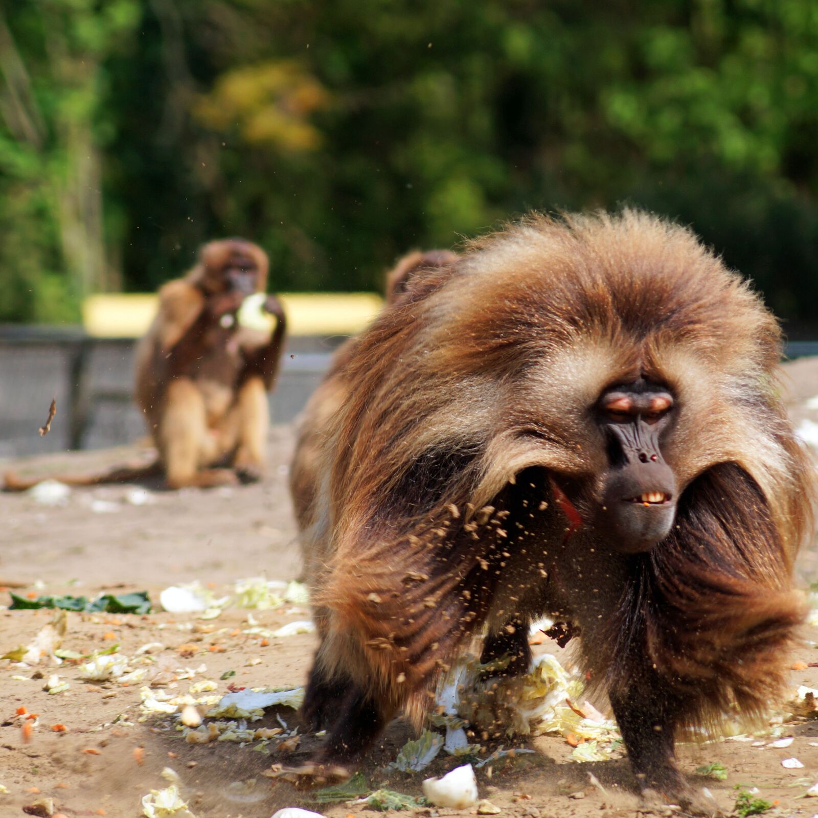 Sony SLT-A58 + Sony DT 55-200mm F4-5.6 SAM sample photo. Zoo, ape, enclosure photography