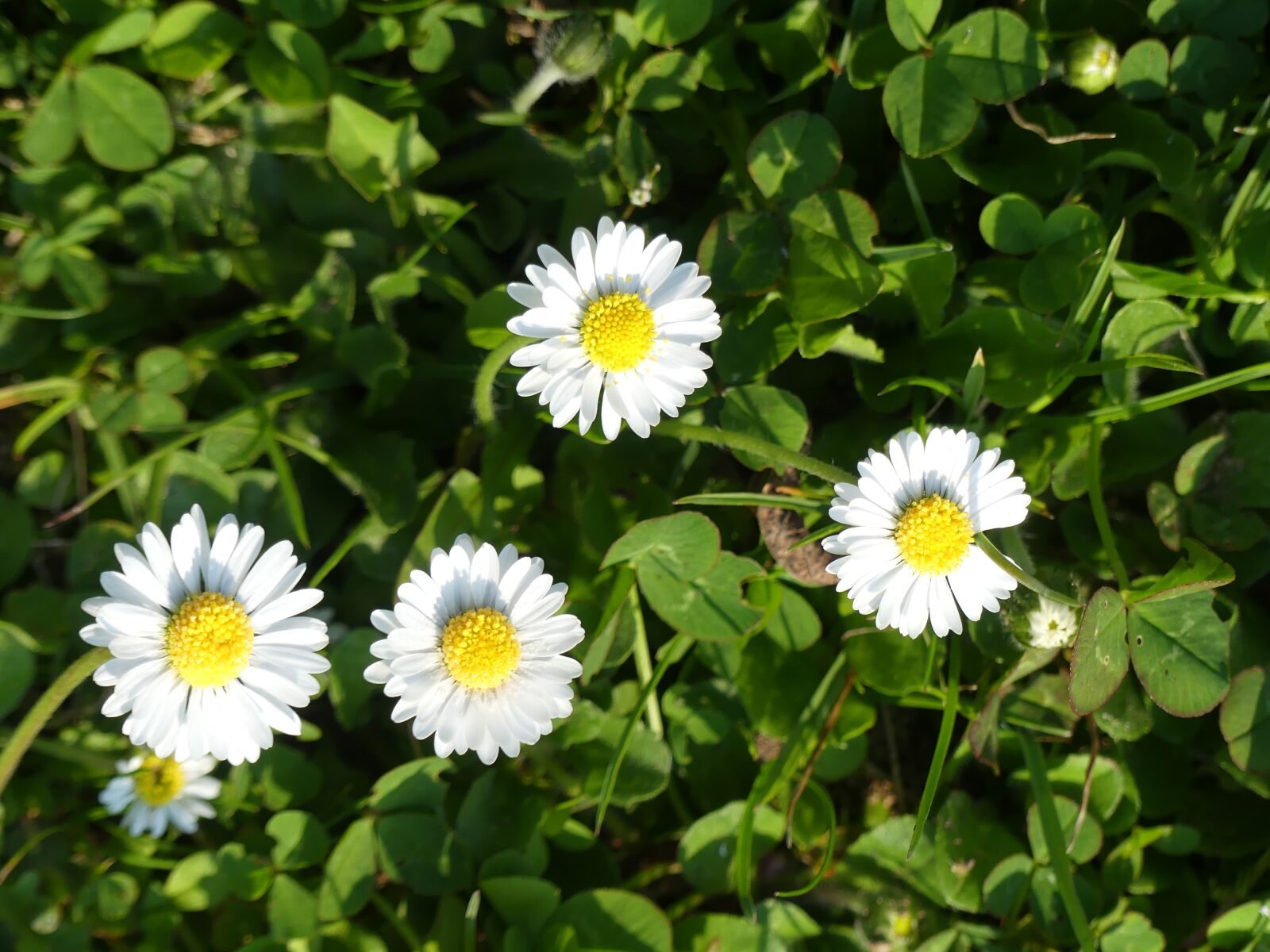 Panasonic Lumix DMC-FZ300 sample photo. Daisy, klee, meadow photography