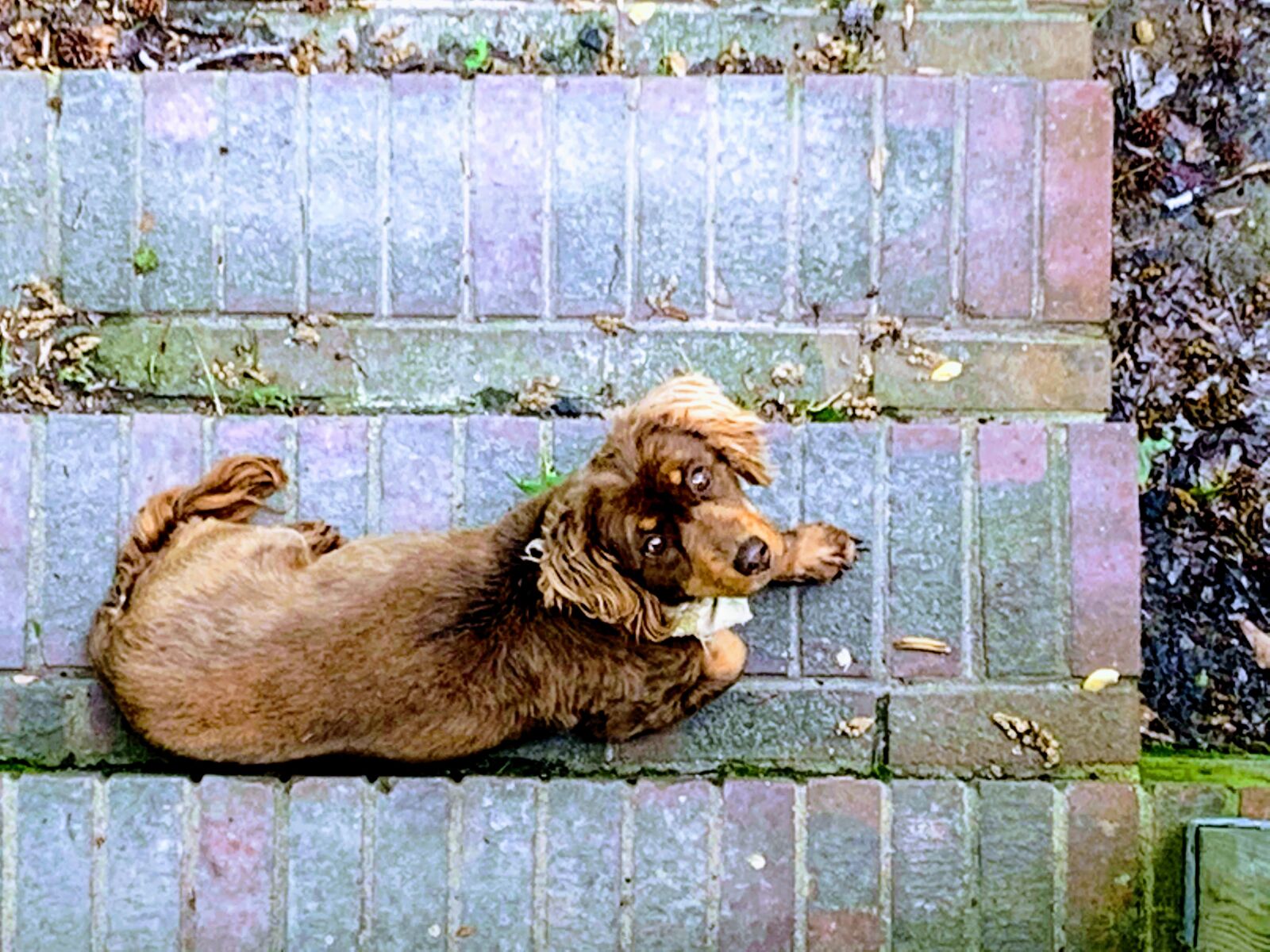 Apple iPhone XR sample photo. Dog, spaniel, pet photography
