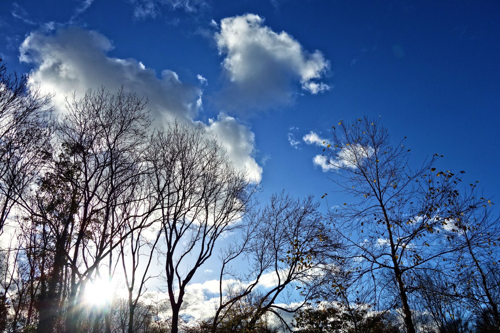 Sony Cyber-shot DSC-RX100 sample photo. Trees, treetops, branches photography