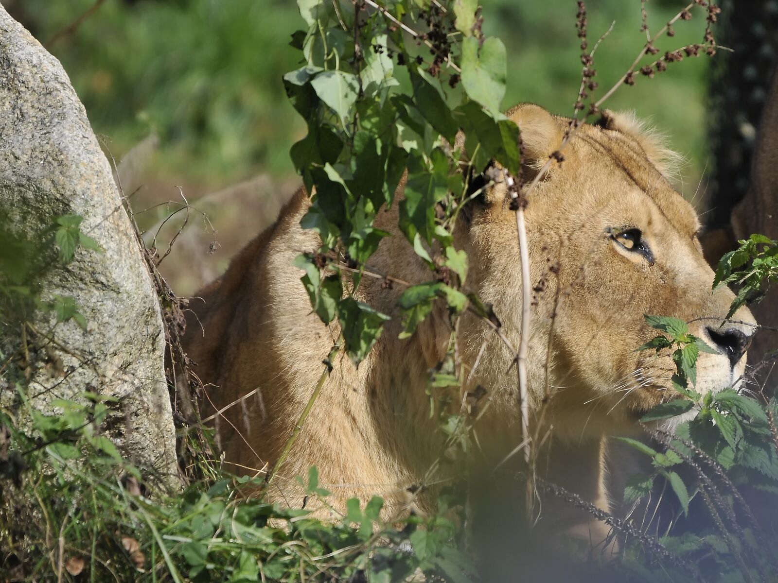 Nikon D300 sample photo. Zoo, hollabrunn, munich photography