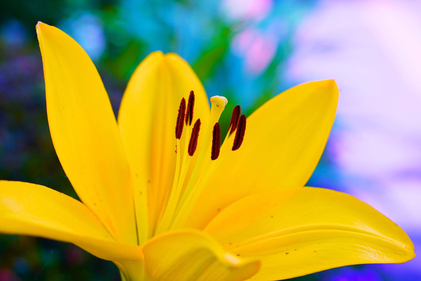 Sony a6000 sample photo. Flowers, lily, natural photography