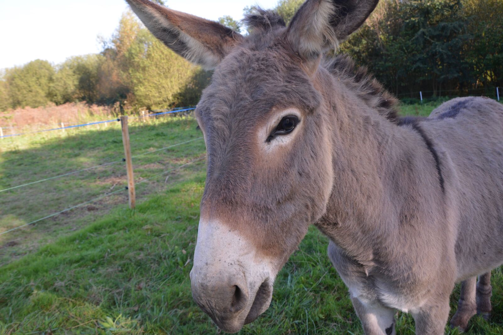 Nikon D5200 sample photo. Donkey, colt, nanon photography