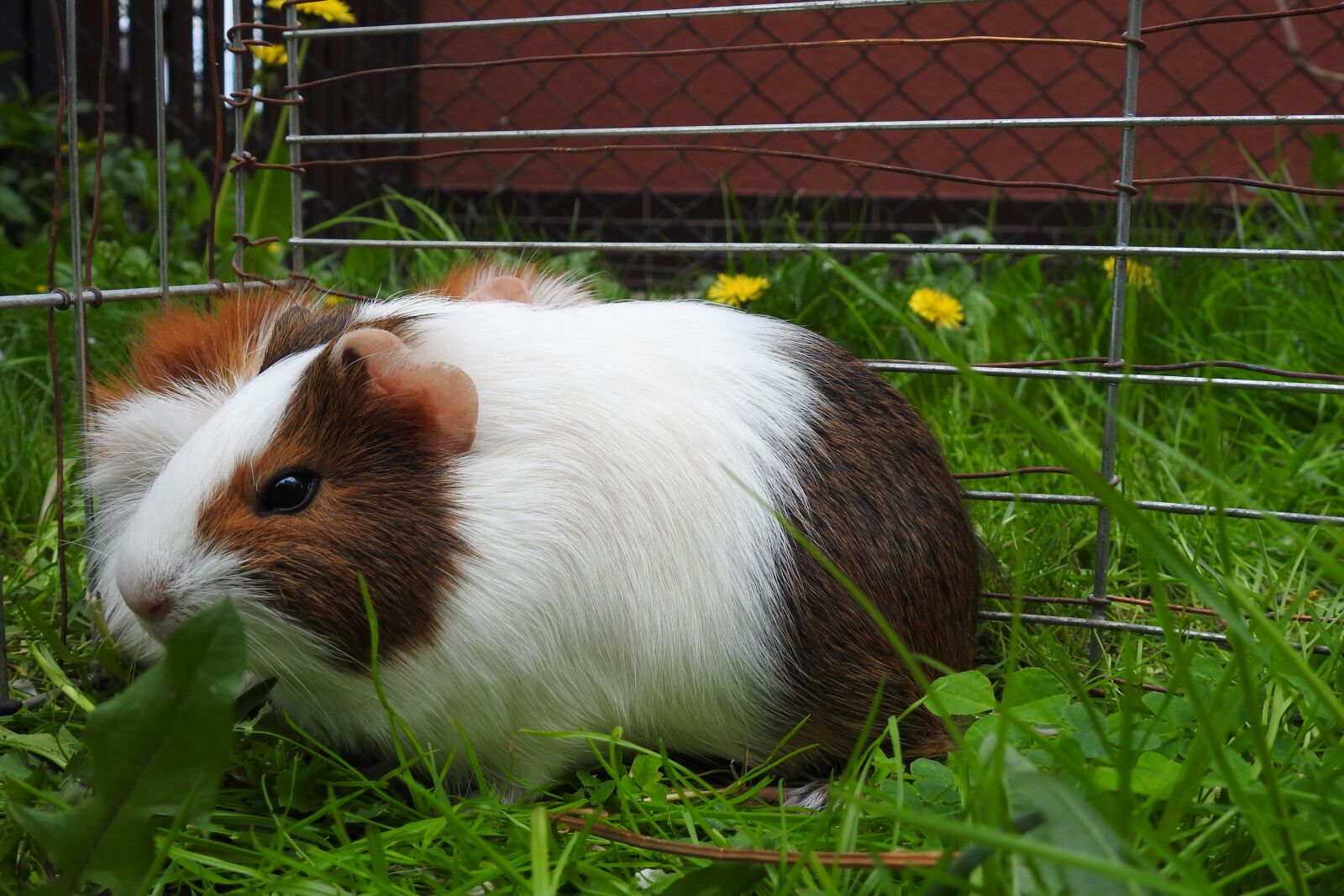 Nikon Coolpix P900 sample photo. Mammals, charming, animals photography