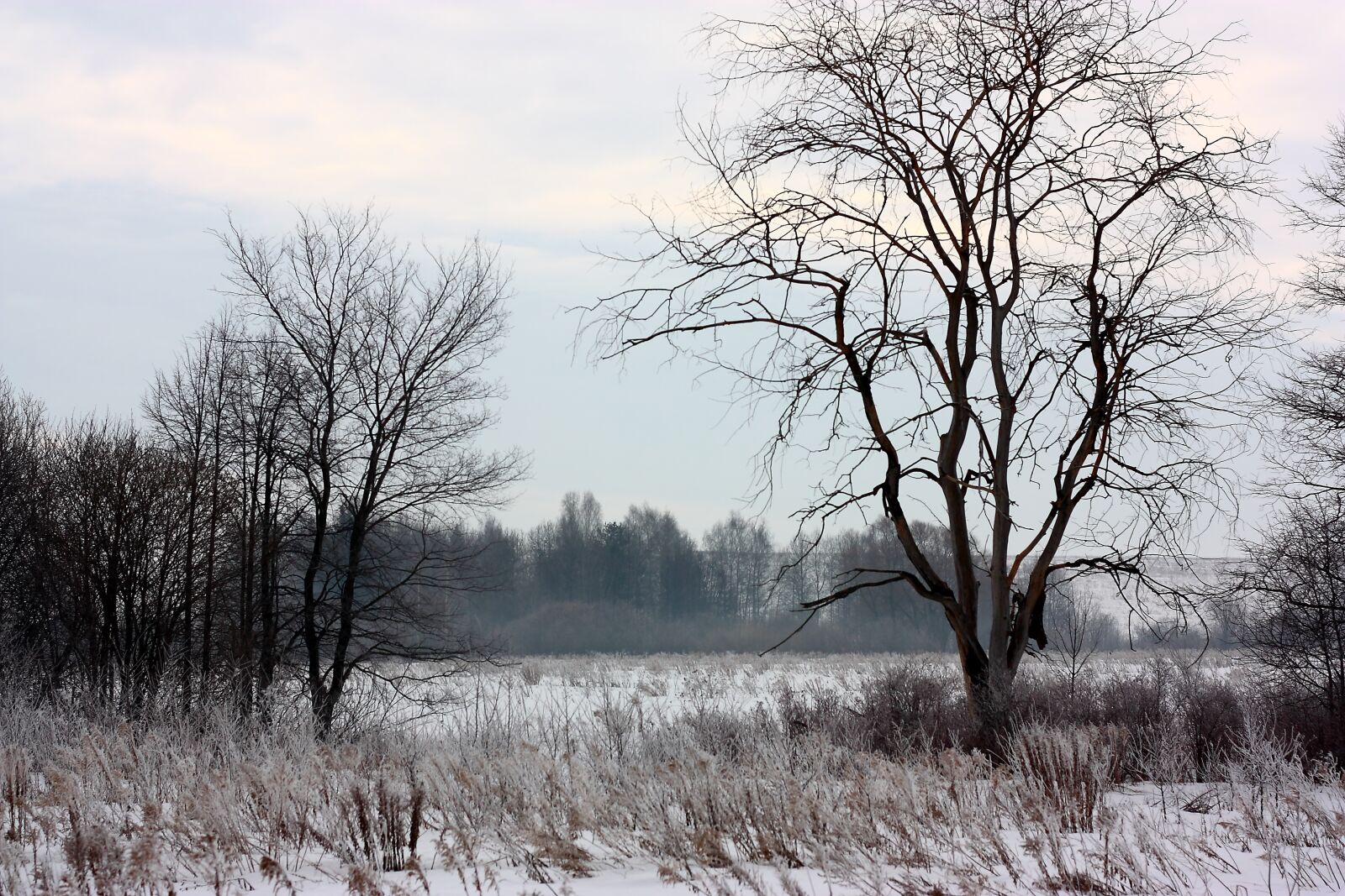 Canon EOS 450D (EOS Rebel XSi / EOS Kiss X2) sample photo. Tree, winter, snow photography
