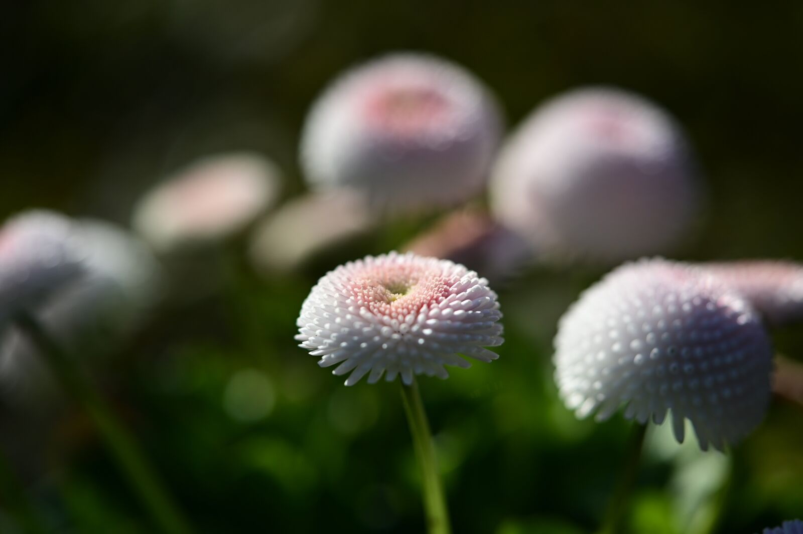 Nikon Z6 sample photo. Daisy, spring, flower photography