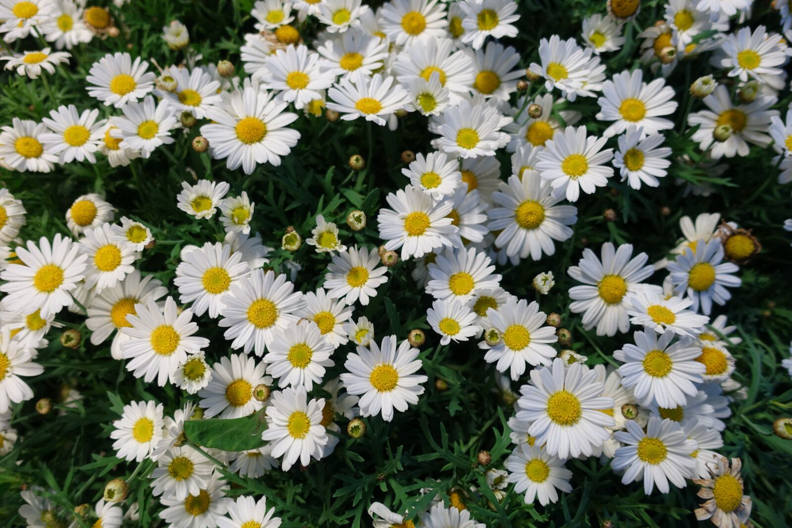 Sony Cyber-shot DSC-RX100 III sample photo. Flowers, daisy flower, daisy photography