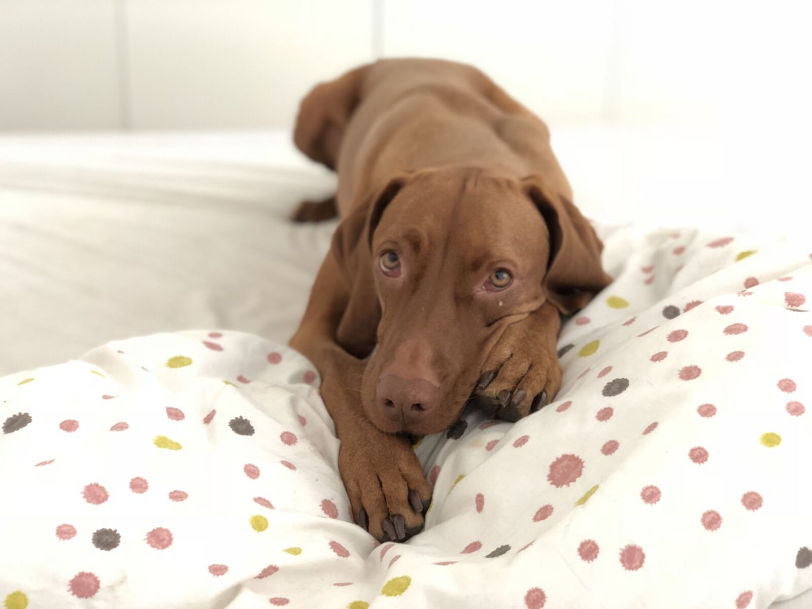 iPhone X back dual camera 6mm f/2.4 sample photo. Cute, dog, animal photography