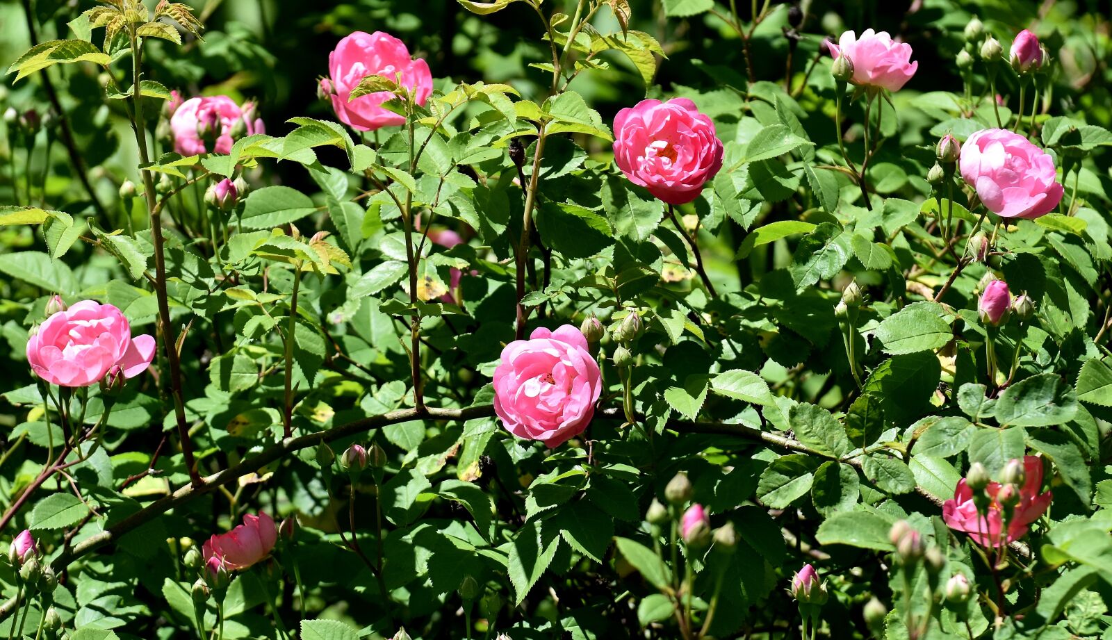 Nikon D7200 sample photo. Rose, wild rose, pink photography