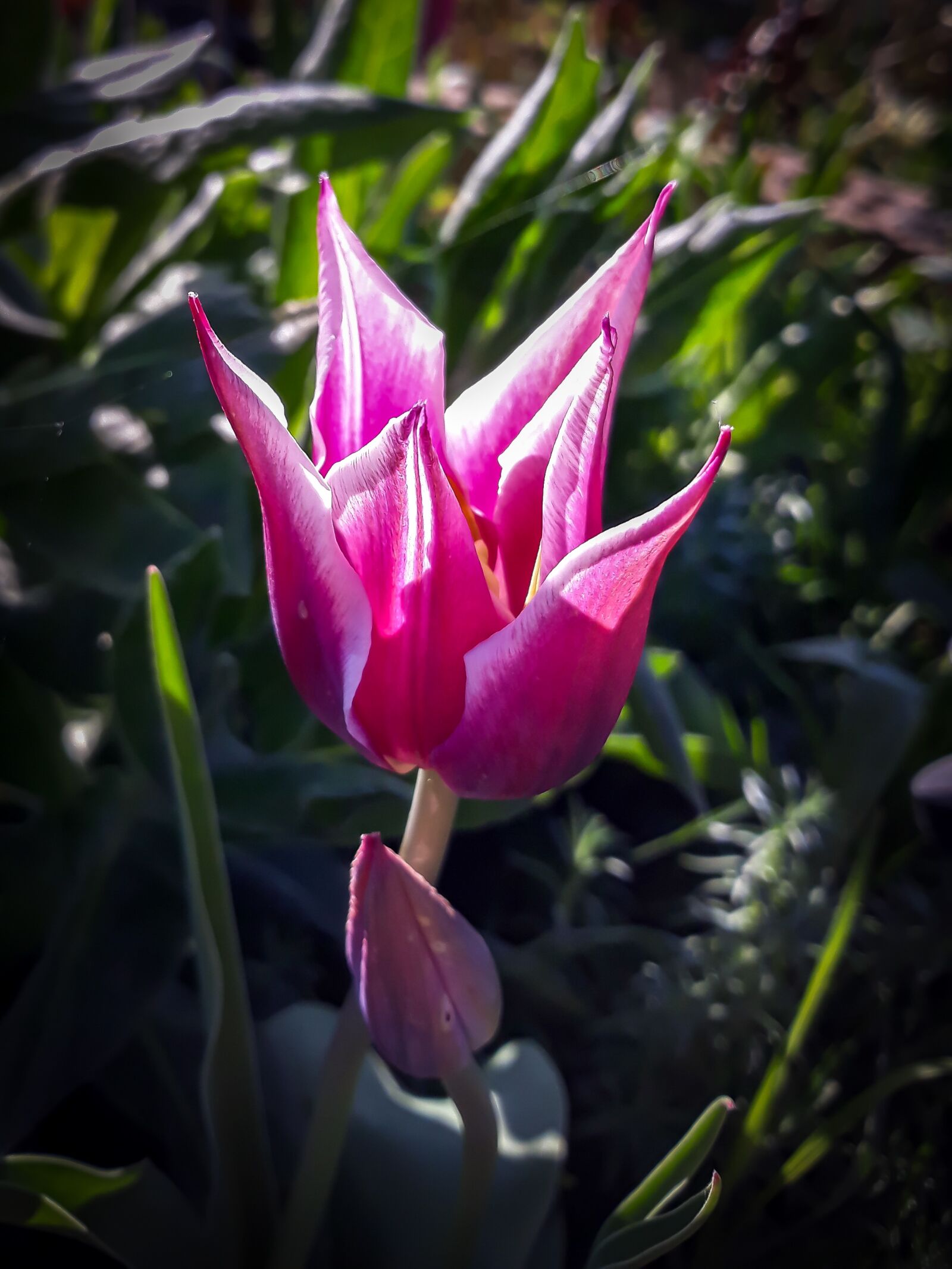 Samsung Galaxy J7 sample photo. Flower, tulip, rose photography