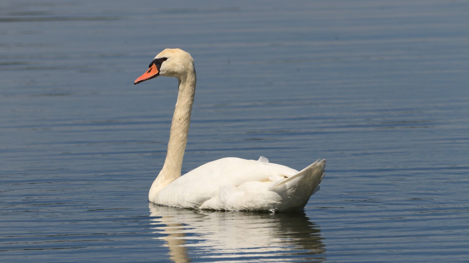 Canon EOS 80D sample photo. Swan, lake, bird photography