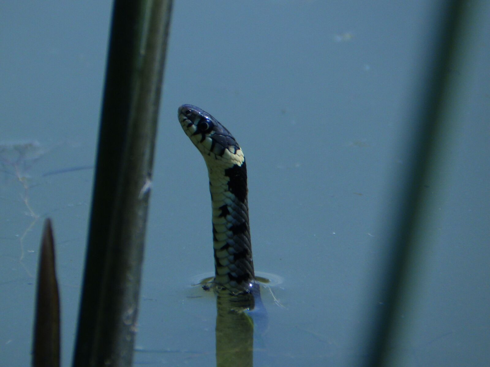 Olympus SP-820UZ sample photo. Grass snake, snake, species photography