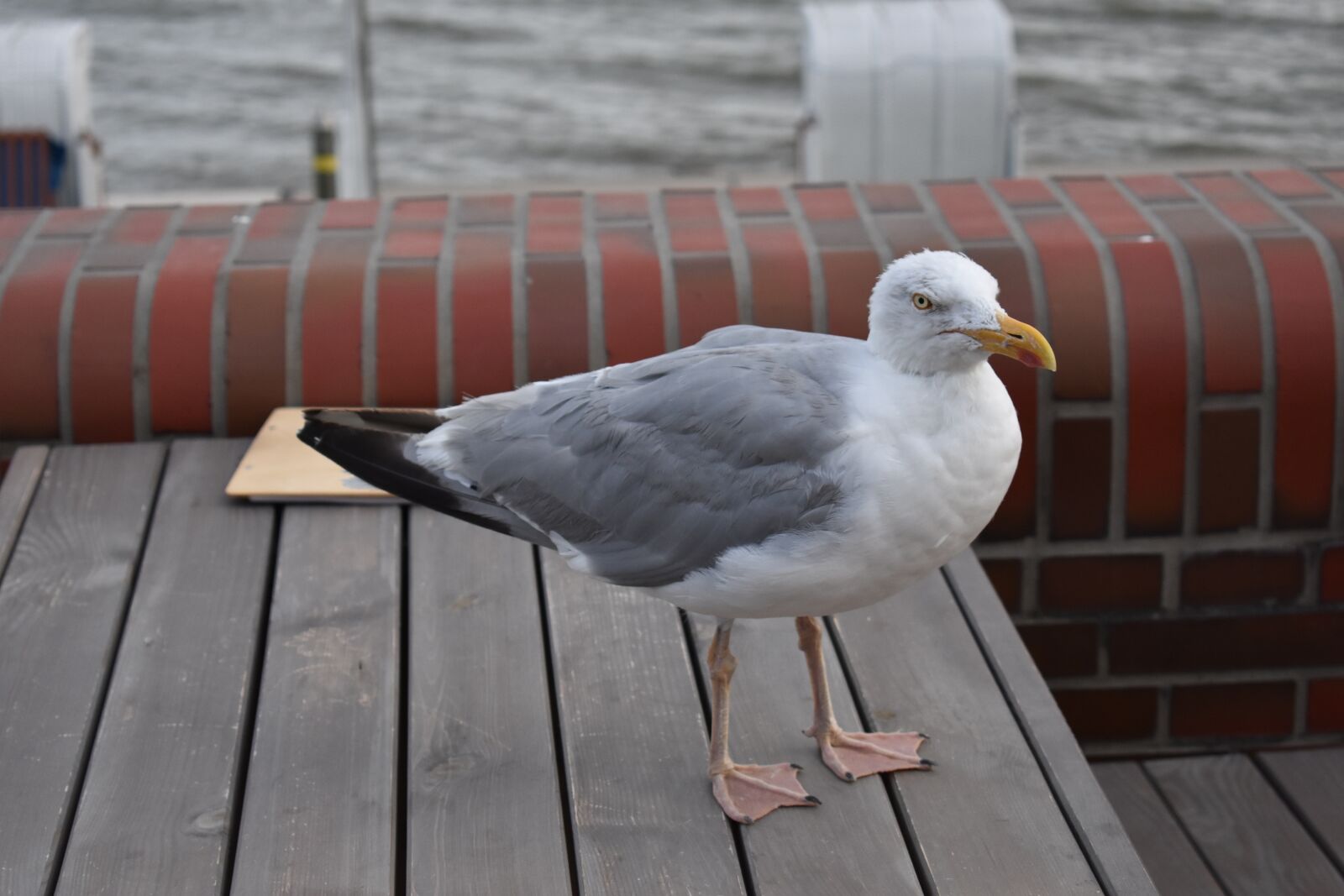 Nikon D3400 sample photo. North sea, bird, seagull photography
