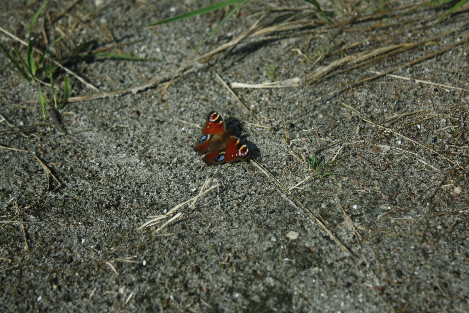 Canon EOS 450D (EOS Rebel XSi / EOS Kiss X2) sample photo. Butterfly, butterflies, insect photography