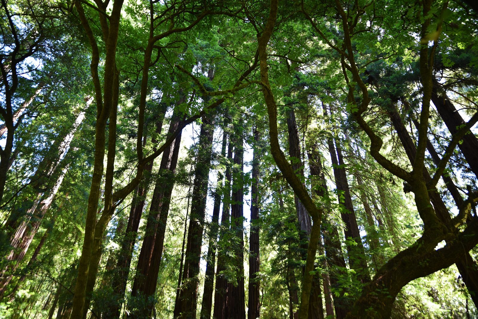 Nikon D750 sample photo. Wood, tree, nature photography