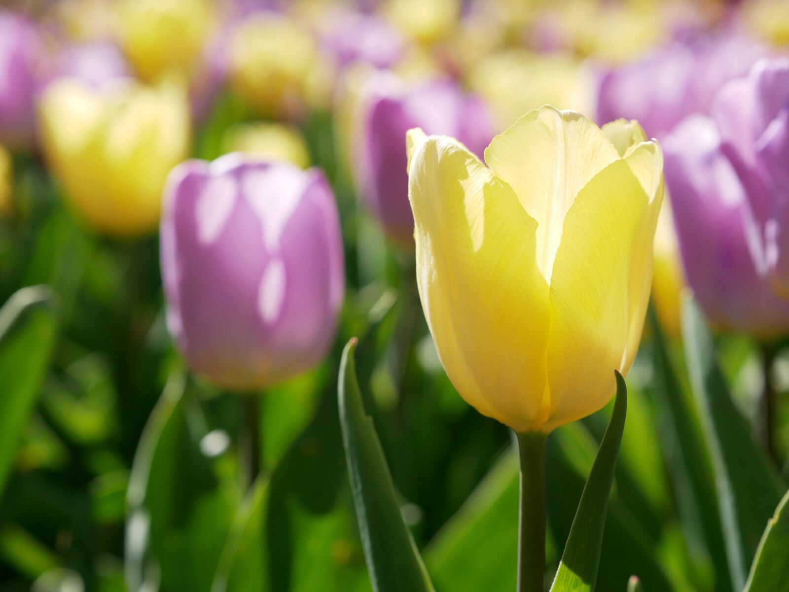 Panasonic Lumix DMC-GX85 (Lumix DMC-GX80 / Lumix DMC-GX7 Mark II) sample photo. Tulips, tulip field, spring photography
