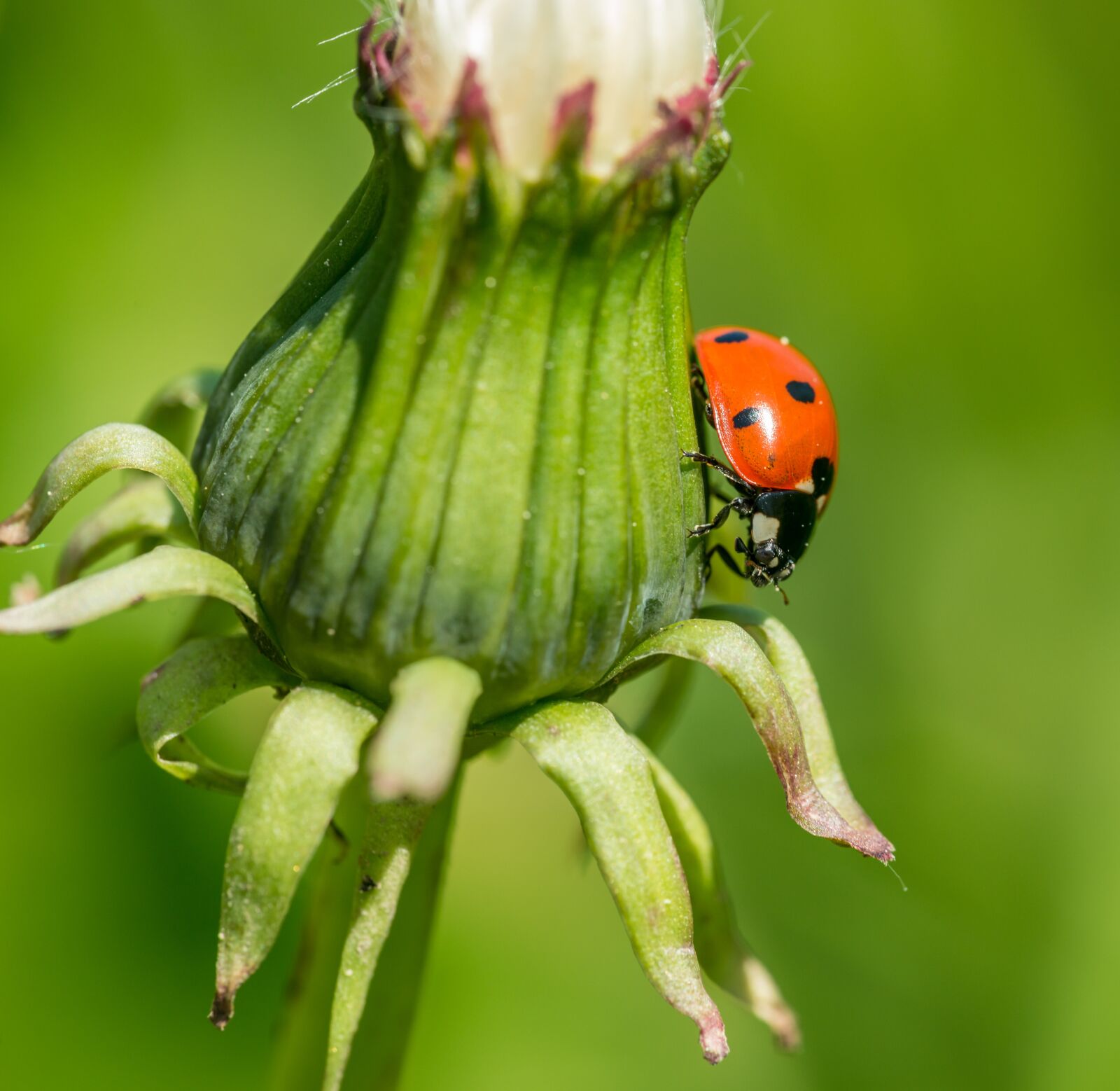 Nikon D800E sample photo. Ladybug, insect, dandelion photography