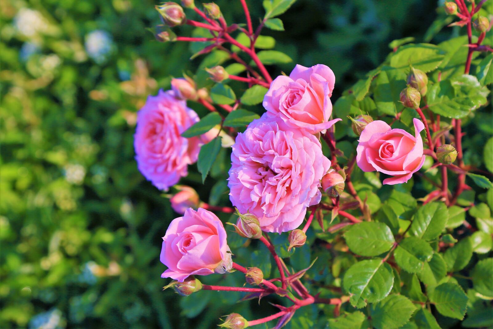 Canon EF 24-105mm F4L IS USM sample photo. Rose, spring, nature photography