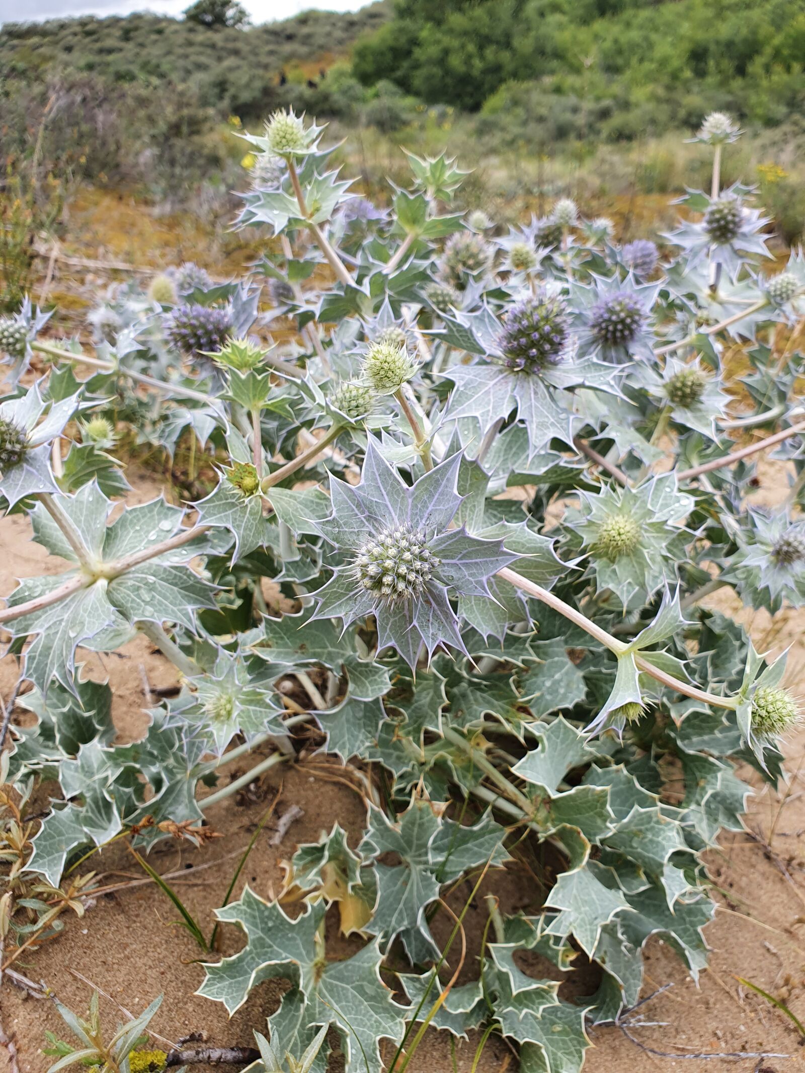 Samsung Galaxy S10e sample photo. Blue, sea holly, schipgatduinen photography
