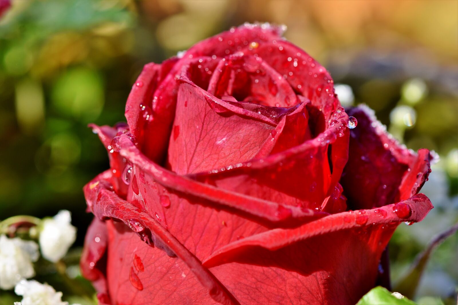 Nikon D7200 sample photo. Rose, rose bloom, floribunda photography