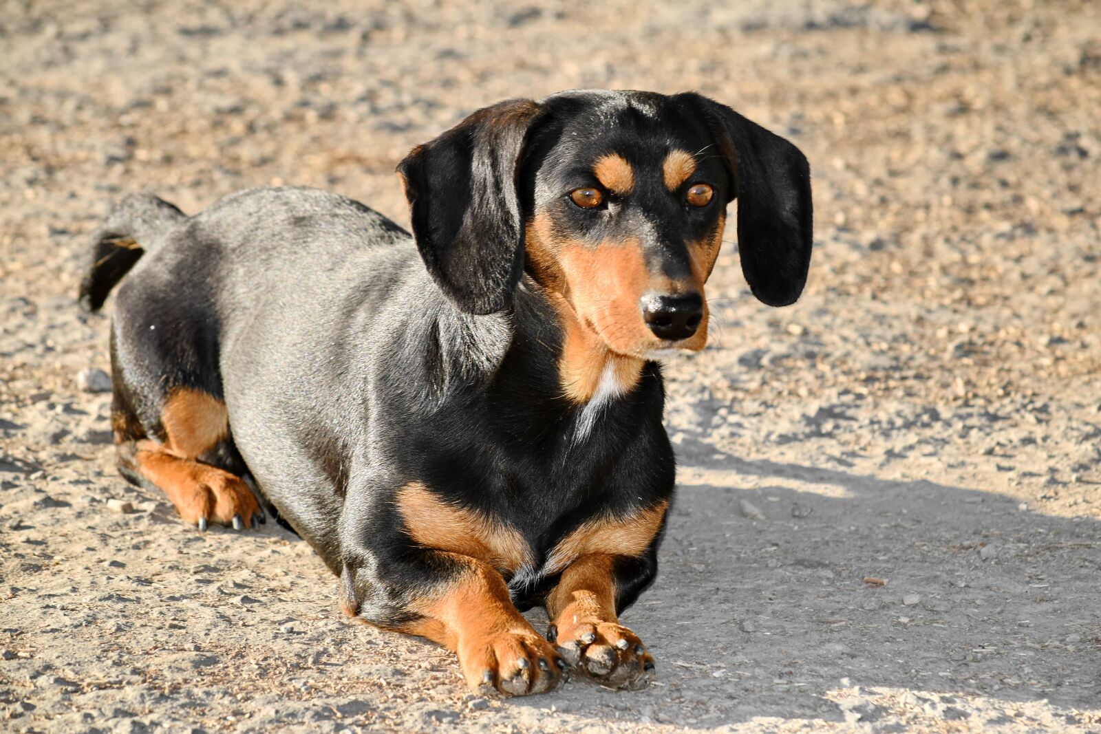 Nikon D5500 sample photo. Black, curious, dachshund, laying photography