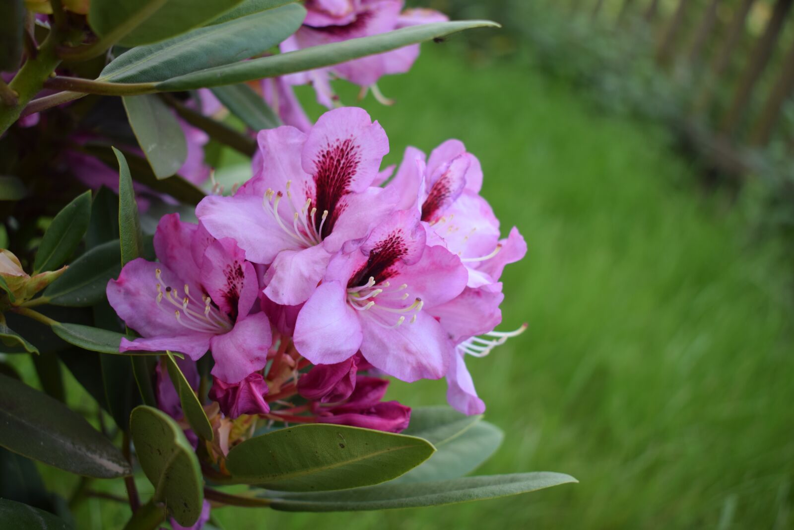 Nikon D5300 sample photo. Flowers, pink, green photography